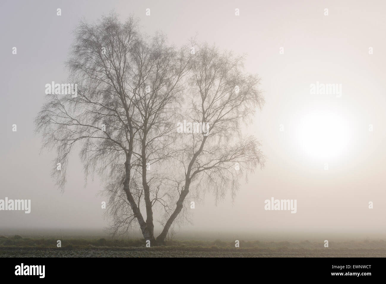 Birke im November-Nebel, Niedersachsen, Deutschland Stockfoto