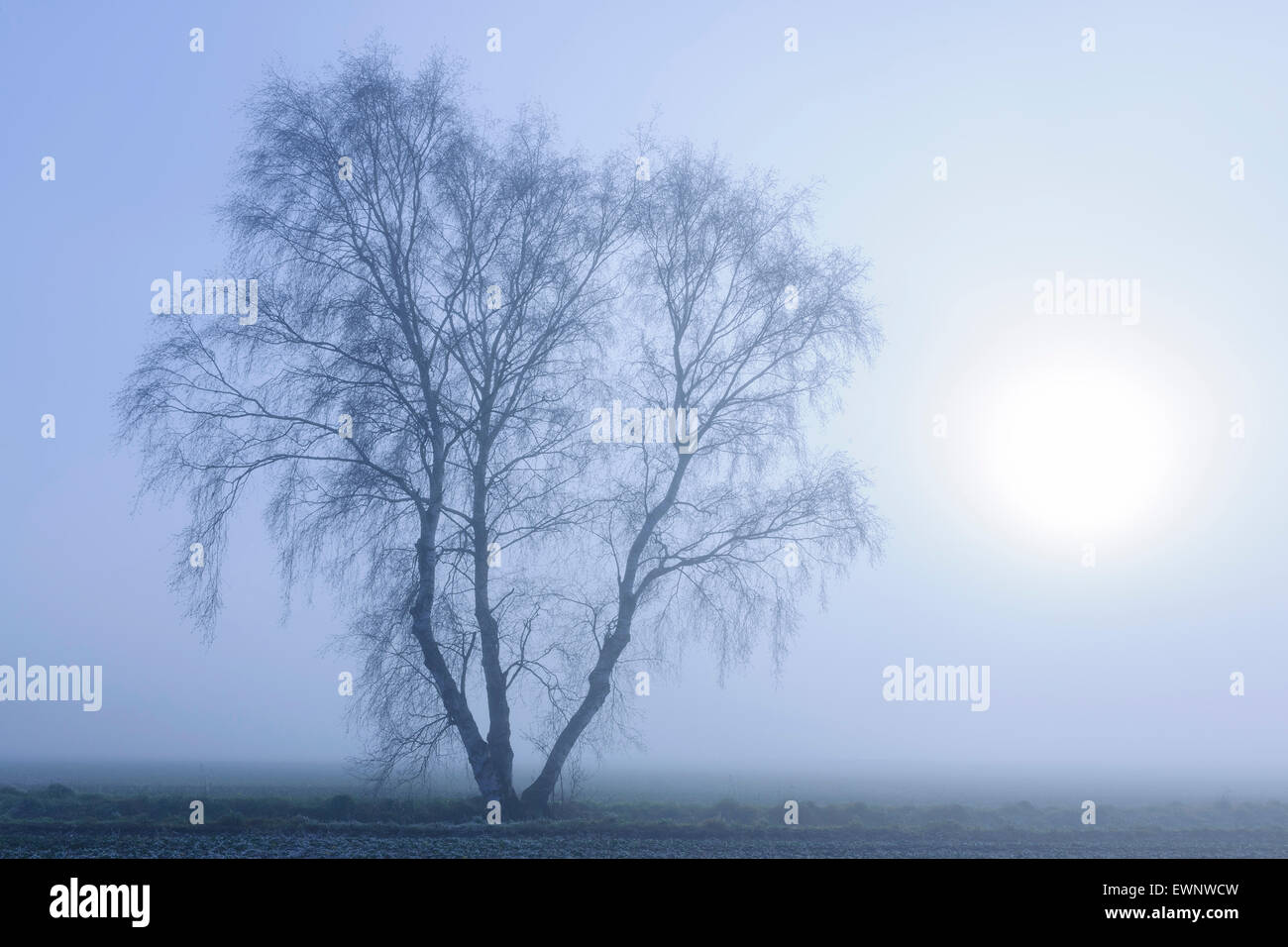 Birke im November-Nebel, Niedersachsen, Deutschland Stockfoto