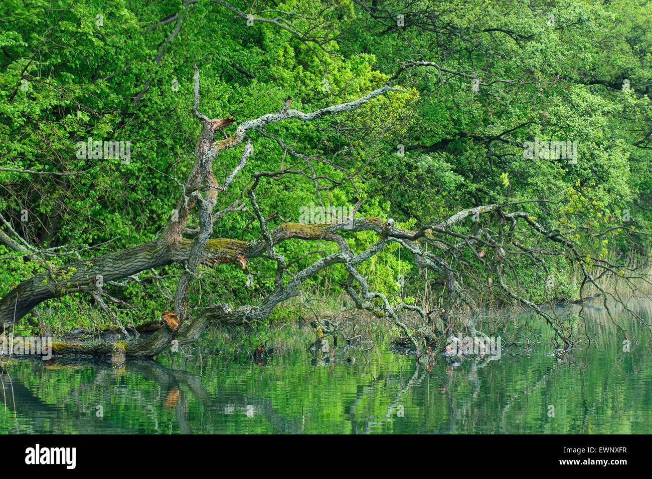 am See, Feldberger Seenlandschaft, Müritz-Nationalpark, Mecklenburg-Vorpommern, Deutschland Stockfoto