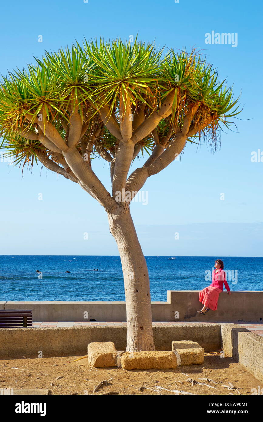 Dracaena Draco, Teneriffa, Kanarische Inseln, Spanien Stockfoto