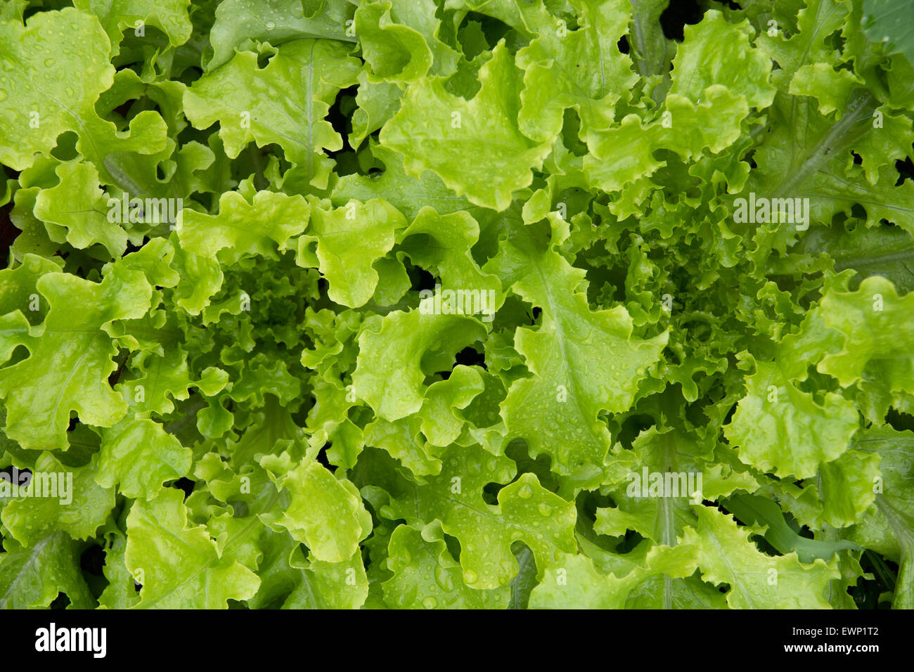 Erhöhte Ansicht frischem Bio-Salat Stockfoto