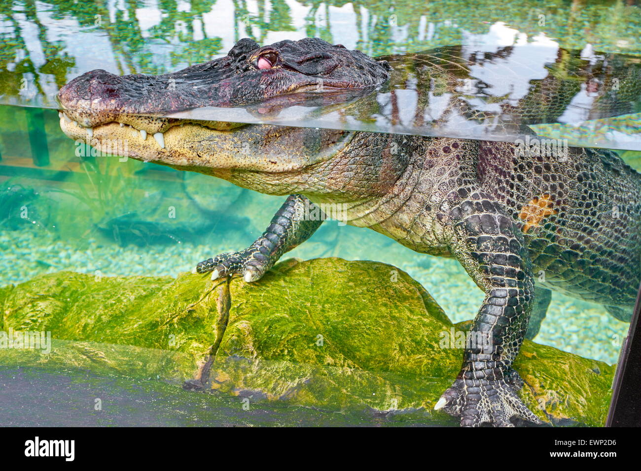 Loro Parque, Krokodil im Aquarium. Puerto De La Cruz, Teneriffa, Kanarische Inseln, Spanien Stockfoto