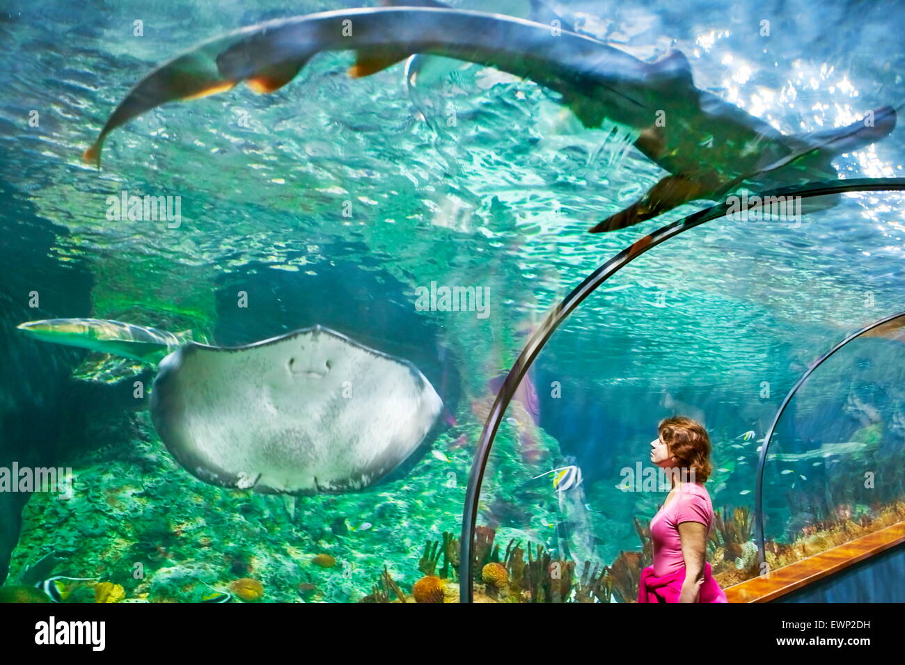 Der Hai und Rochen, Aquarium im Loro Parque, Puerto De La Cruz, Teneriffa, Kanarische Inseln, Spanien Stockfoto