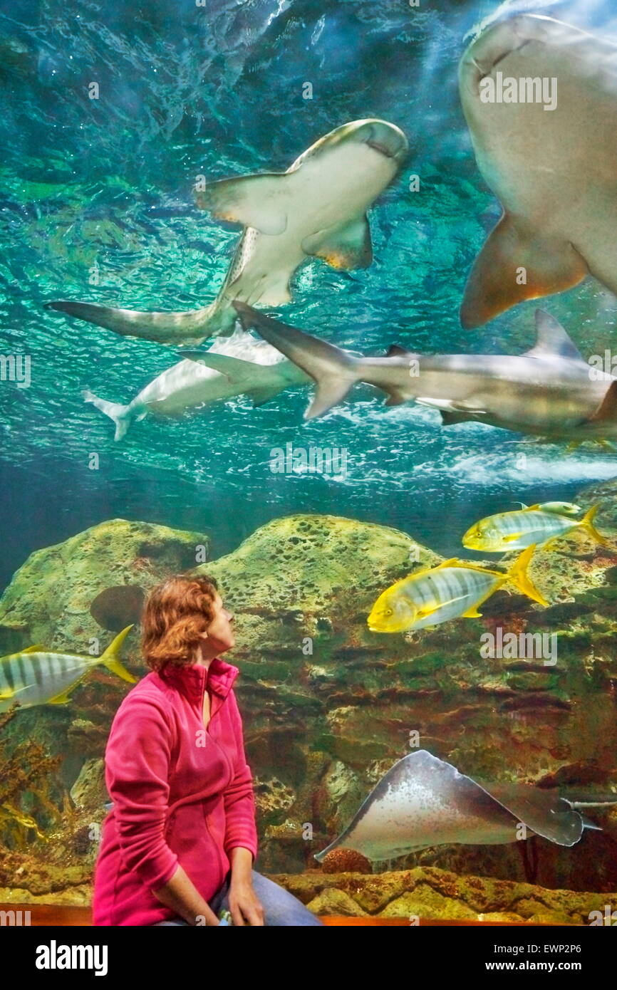 Haie, Aquarium im Loro Parque, Puerto De La Cruz, Teneriffa, Kanarische  Inseln, Spanien Stockfotografie - Alamy