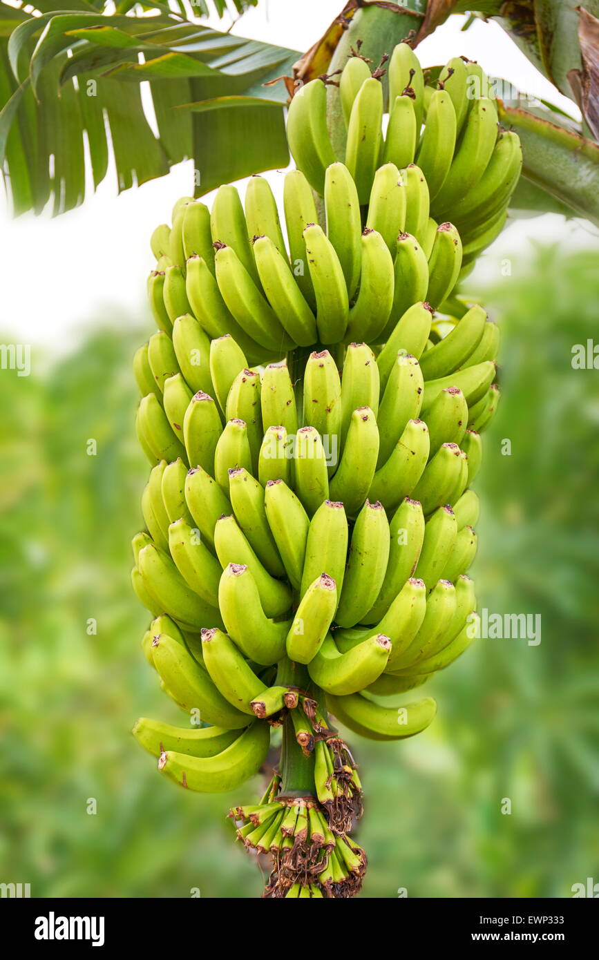 Banane Frucht, Teneriffa, Kanarische Inseln, Spanien Stockfoto