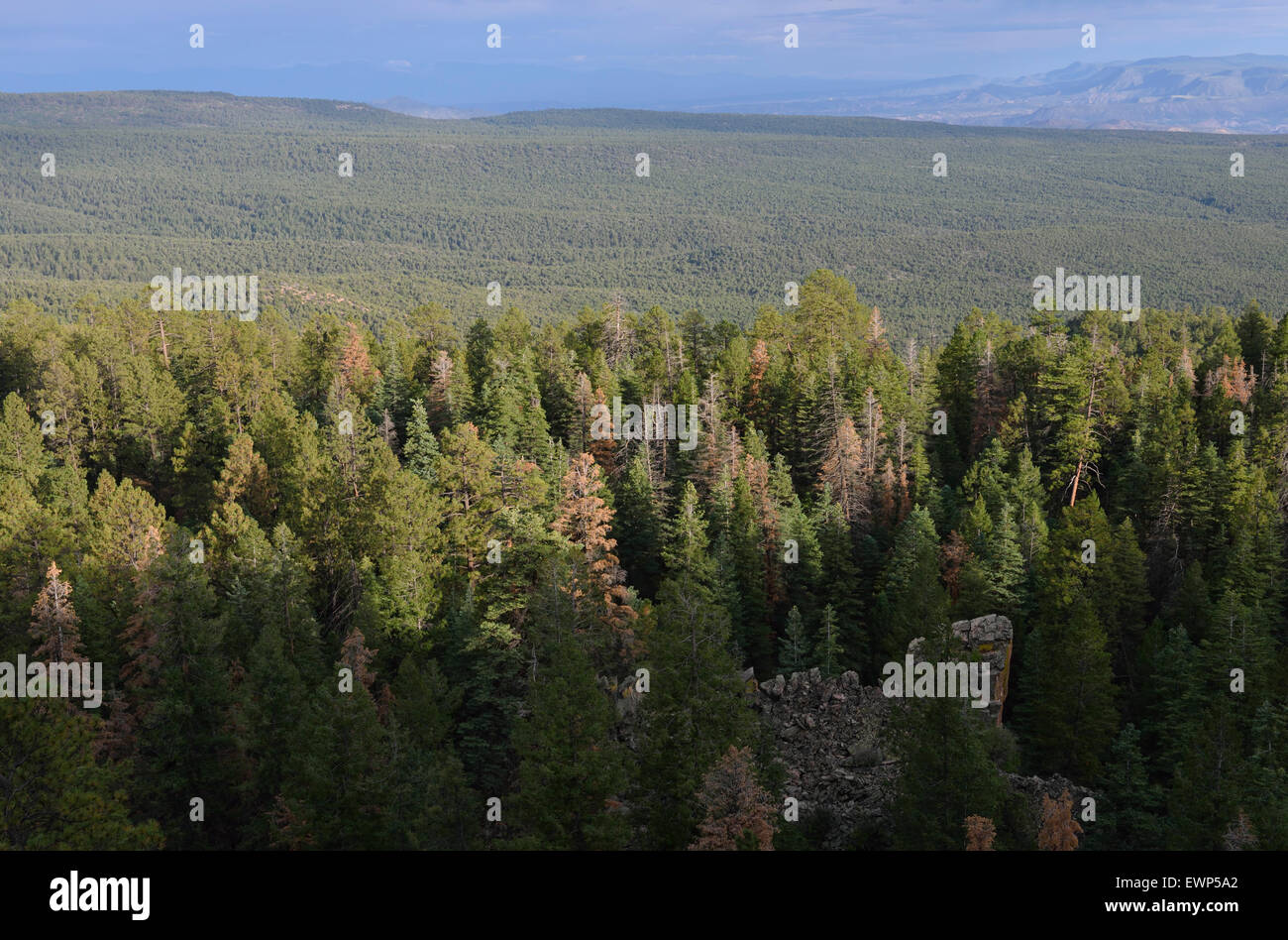 Kit Carson National Forest in der Nähe von Abiquiu Rio Arriba County New Mexico USA Stockfoto