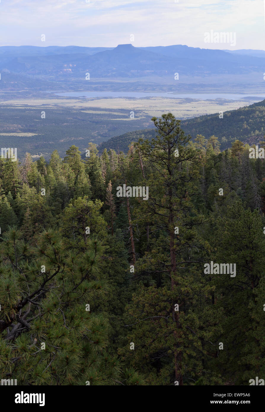 Kit Carson National Forest in der Nähe von Abiquiu Rio Arriba County New Mexico USA Stockfoto