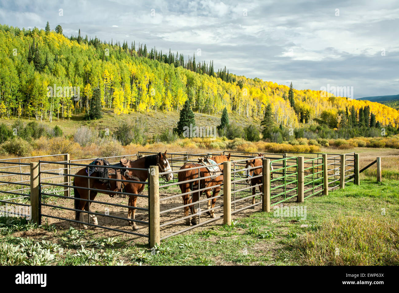 Pferde in Koppel und Espen im Herbst, Pass Creek Trailhead, Gunnison National Forest, in der Nähe von Crested Butte, Colorado USA Stockfoto