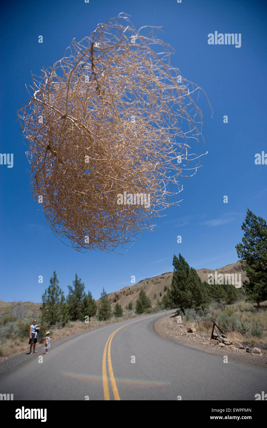 Ein Tumbleweed schwebt durch die Luft über eine Straße. Stockfoto