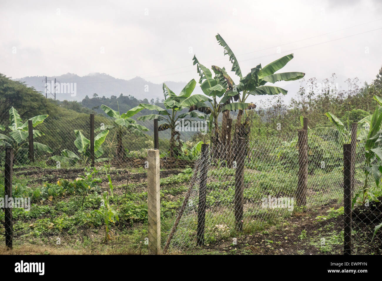 eingezäunten Garten am Rande der Autobahn mit ordentlichen Reihen der grünen & Berge im Hintergrund an regnerischen Tag in Chiapas Zustand Stockfoto