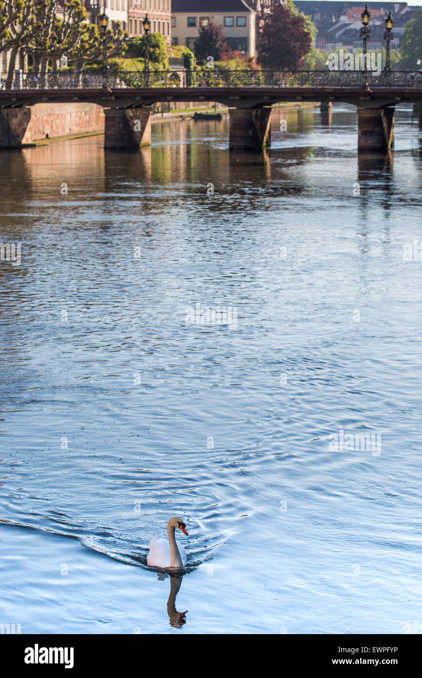 Fluss Ill mit Schwan und Brücke, Straßburg, Elsass, Frankreich Stockfoto