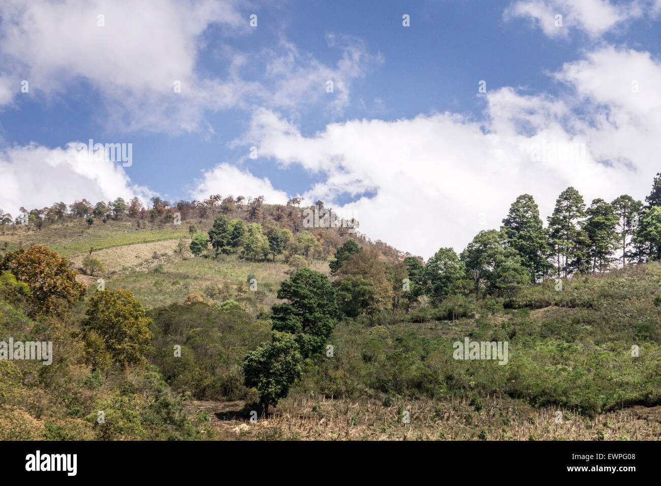 Höhenlage, sanfte Hügel mit Äckern in gerodeten Flächen & Bäume Baum Linien nach Wappen Hügel ländlichen Chiapas Stockfoto