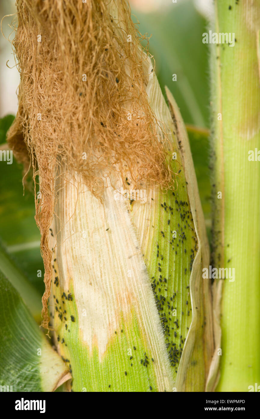 Hafer-Blattläuse (Rhopalosiphum Padi) auf Mais Stockfoto