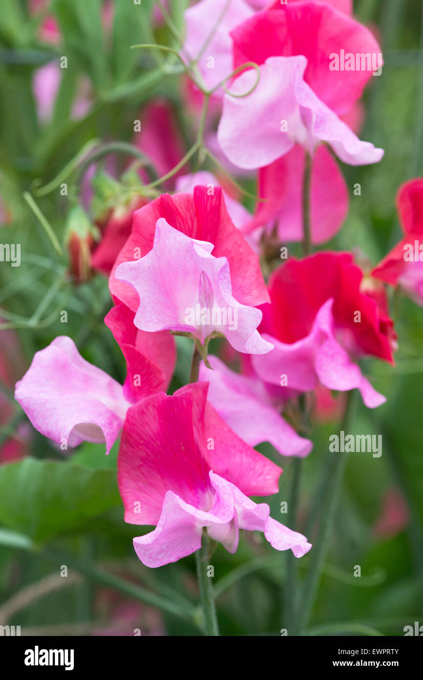 Platterbse man, Sweet Pea "Duo Lachs" Blumen Stockfoto