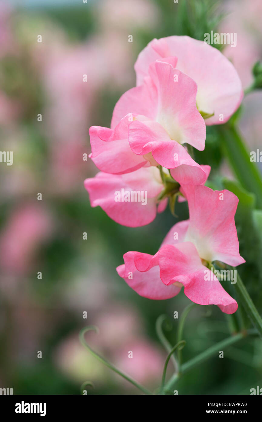 Platterbse man, Sweet Pea "Abendrot" Blumen Stockfoto