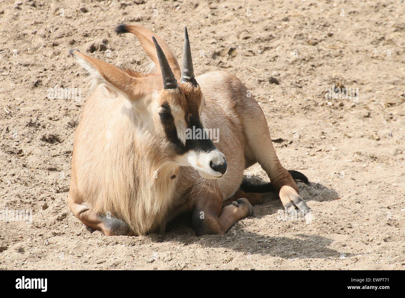 Roan Antilope (Hippotragus Spitzfußhaltung) ruhen Stockfoto