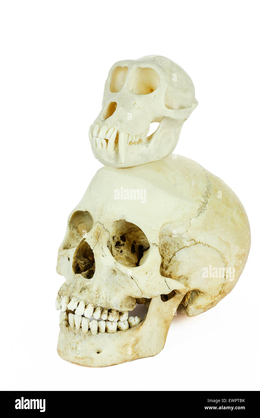 Schädel von Mensch und Affe übereinander, isoliert auf weißem Hintergrund Stockfoto