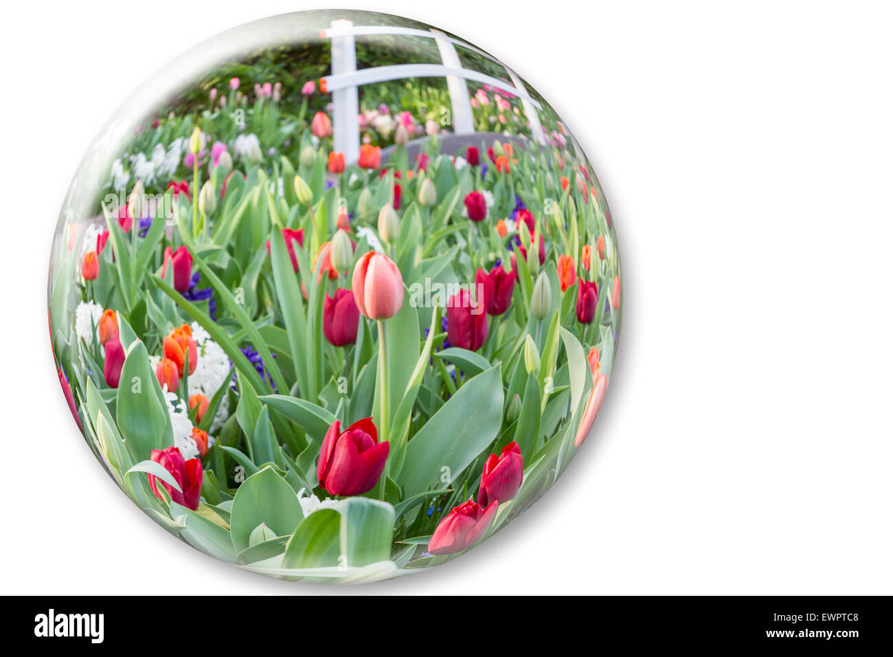 Kristallkugel widerspiegeln, rote Tulpen Blumen auf weißem Hintergrund isoliert Stockfoto