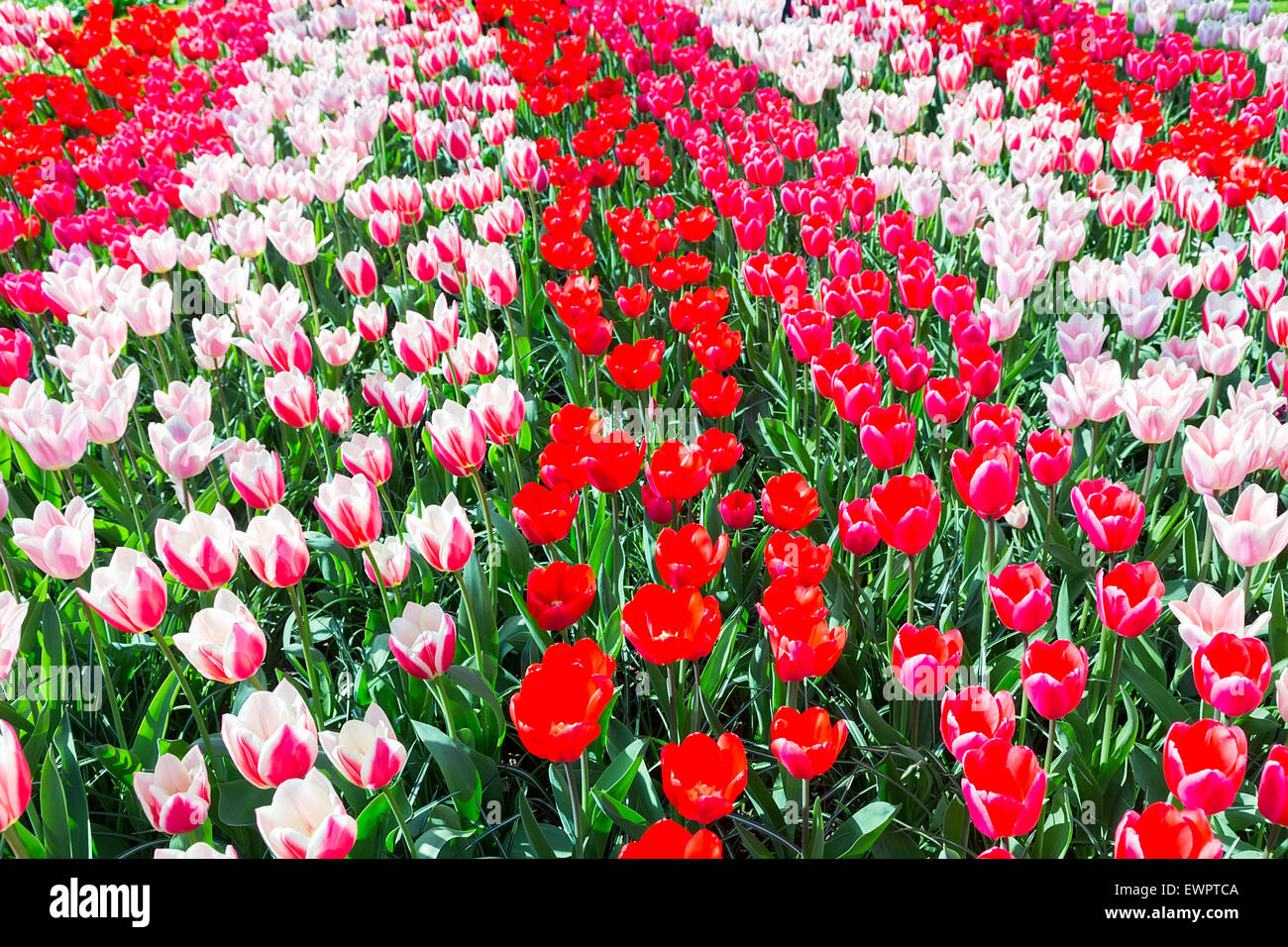 Tulpenfeld mit verschiedenen roten Tulpen in Reihen im Keukenhof Holland Stockfoto
