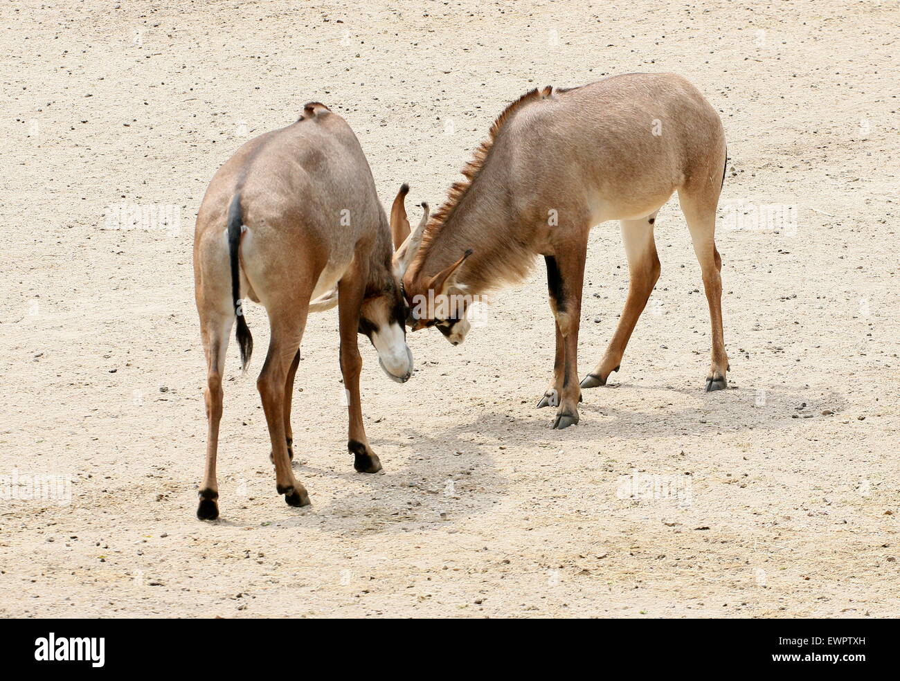Männliche Roan Antilopen (Hippotragus Spitzfußhaltung) sperren Hörner Stockfoto