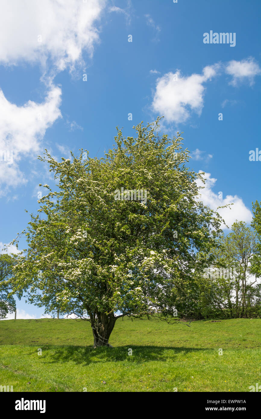 Weißdorn-Baum in voller Blüte Stockfoto