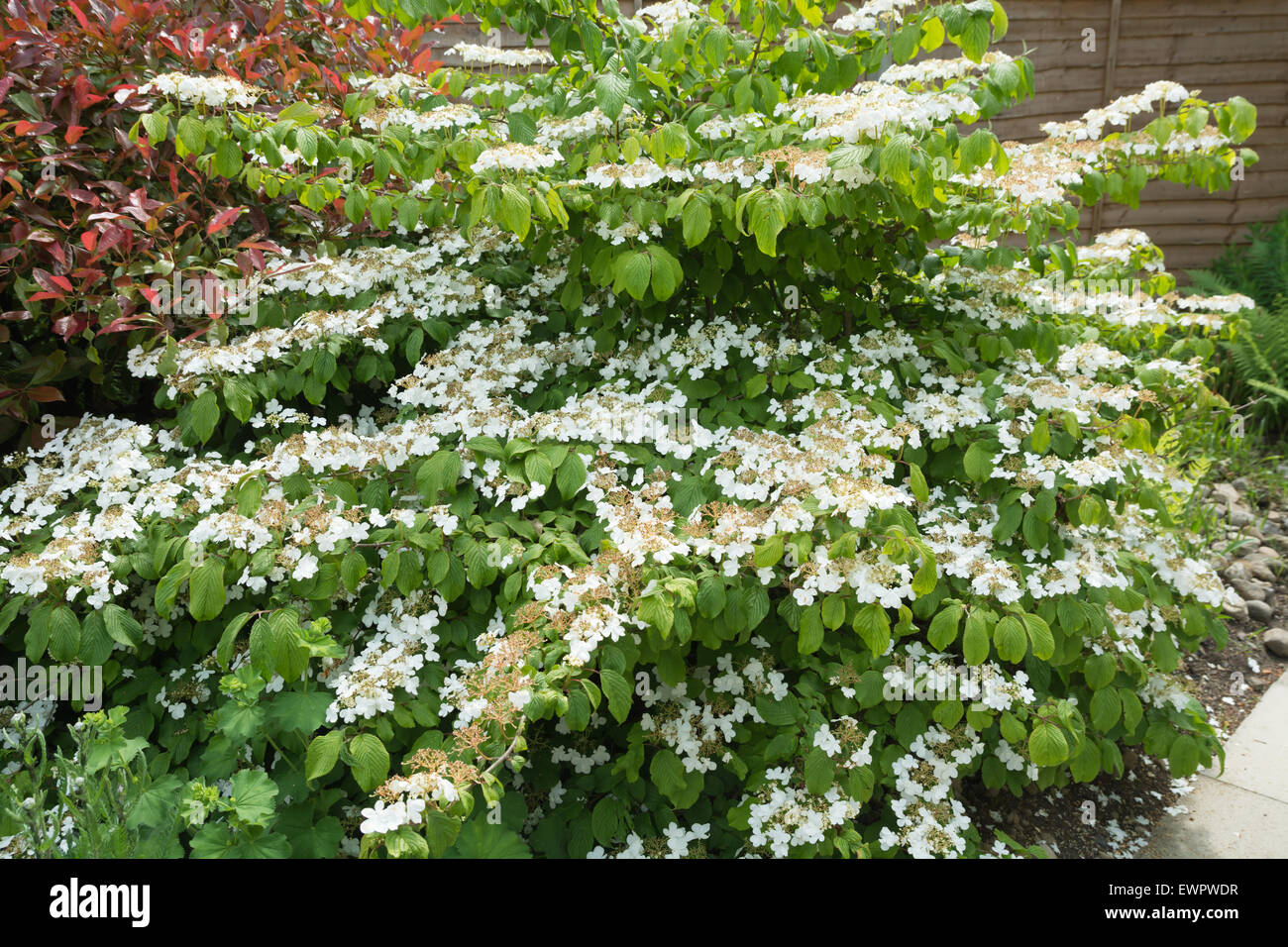 Viburnum Plicatum F. Hornkraut "Mariesli" Stockfoto