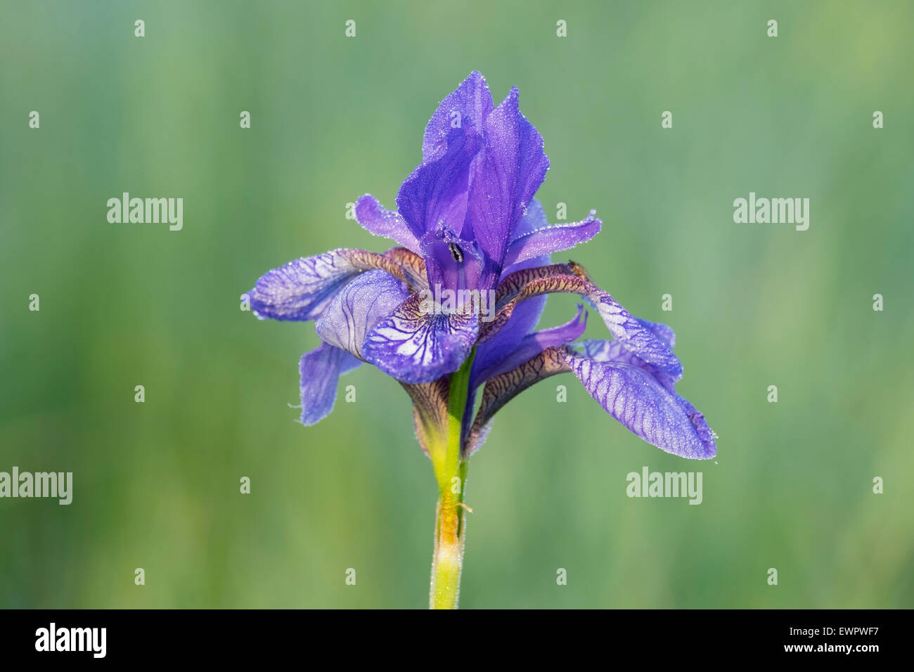 Sibirische Schwertlilie (Iris Sibirica), Chiemgau, Upper Bavaria, Bavaria, Germany Stockfoto