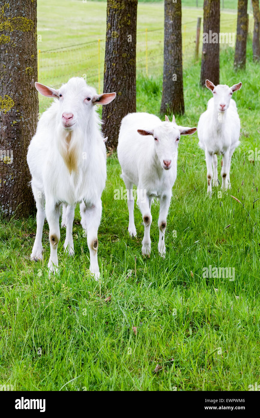 Weiße Ziegen auf dem grünen Rasen mit Baumstämmen in der Natur Stockfoto