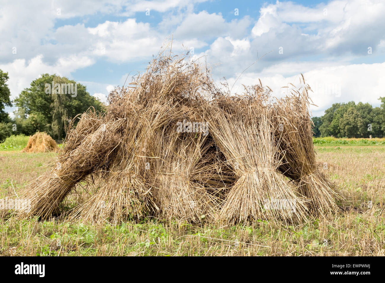 Garben von Korn stehend als Gruppe in landwirtschaftliche Nutzflächen Stockfoto