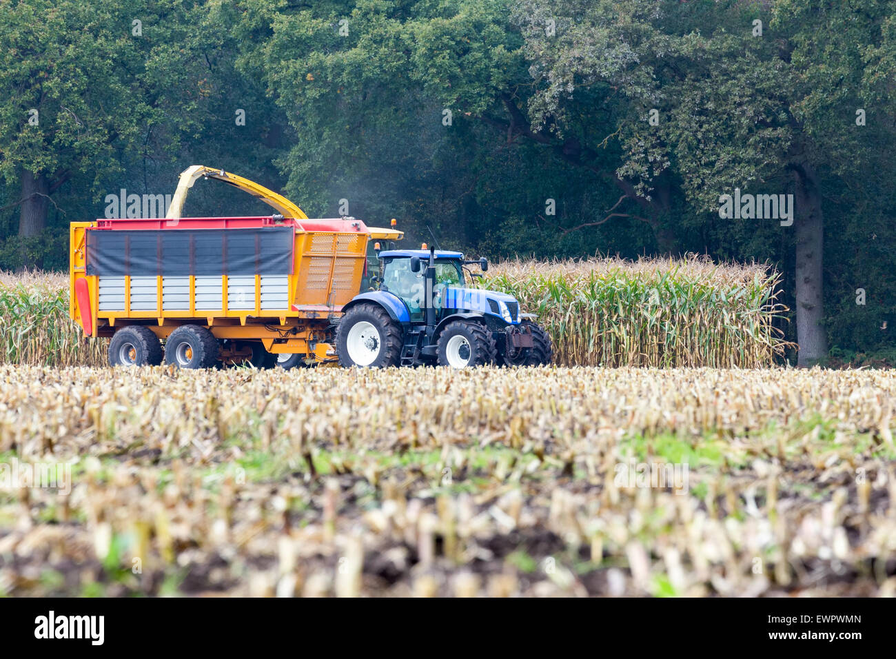 Landwirt Traktor Maisernte auf landwirtschaftlichen Flächen im Herbst Stockfoto