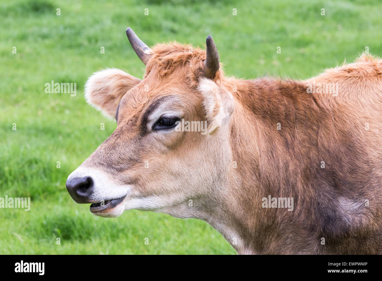 Porträt Kopf des gehörnten braune Kuh auf grüner Wiese Stockfoto