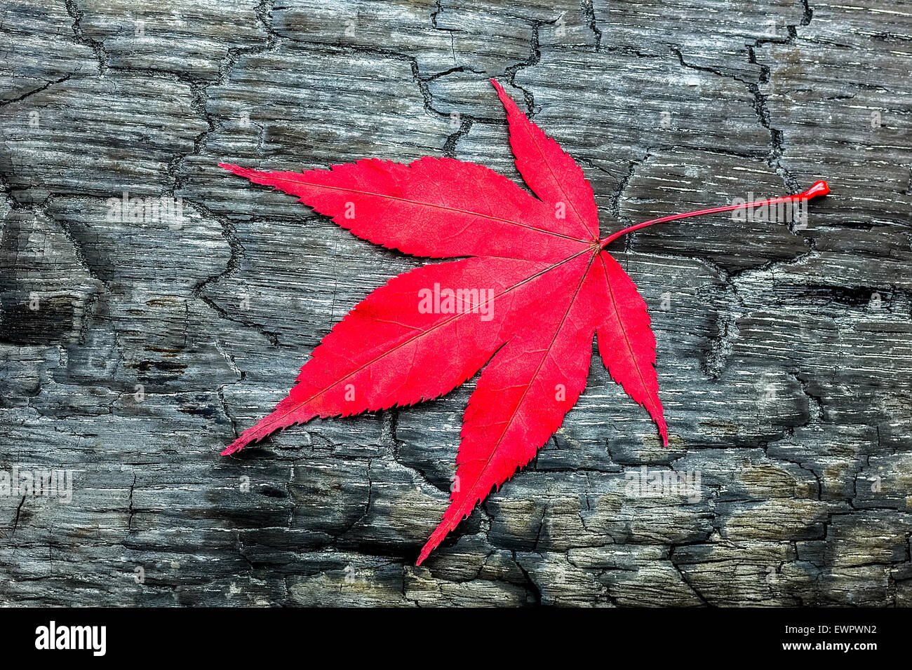 Roter Herbst Ahorn lassen auf schwarz verbranntem Holz Stockfoto