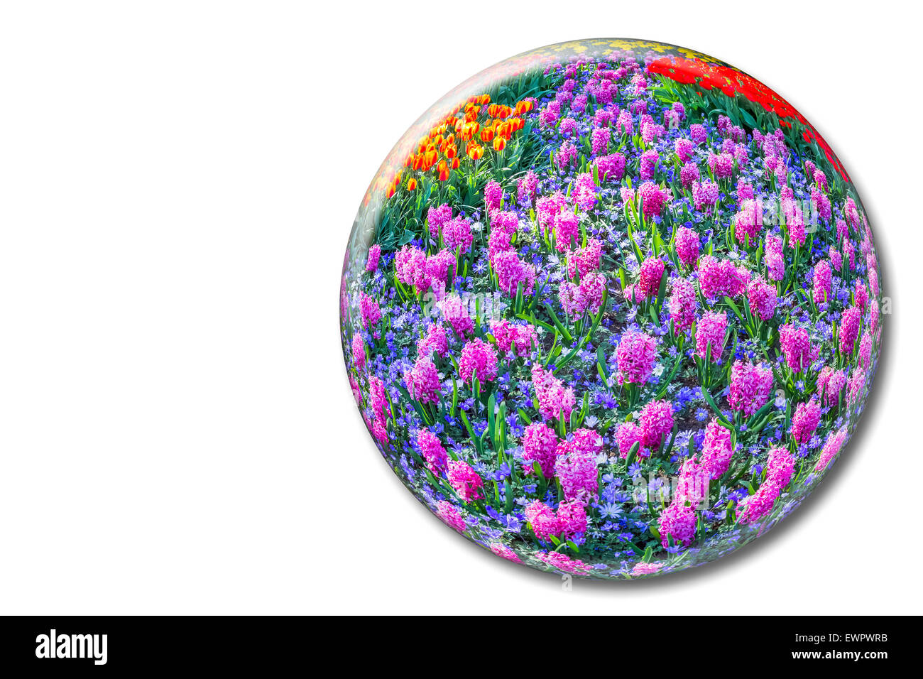 Glaskugel mit rosa Hyazinthen auf weißem Hintergrund in Keukenhof Holland Stockfoto