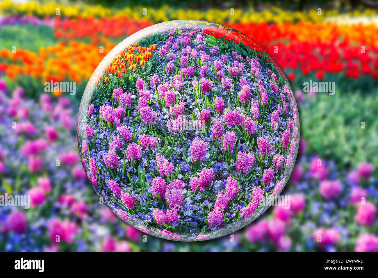Glaskugel mit rosa Hyazinthen und Blumen Feld Stockfoto