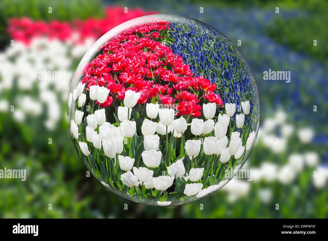 Kristallkugel mit Reflexion der rot weißen Tulpen und blauen Traubenhyazinthen in Keukenhof Holland Stockfoto