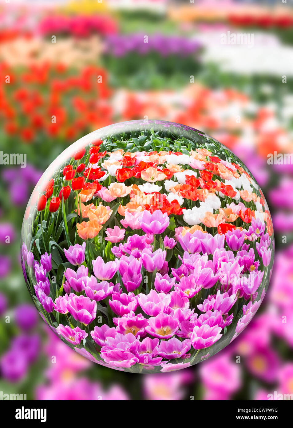 Kristallkugel mit verschiedenen Tulpen Blumen Feld bei Keukenhof Holland Stockfoto