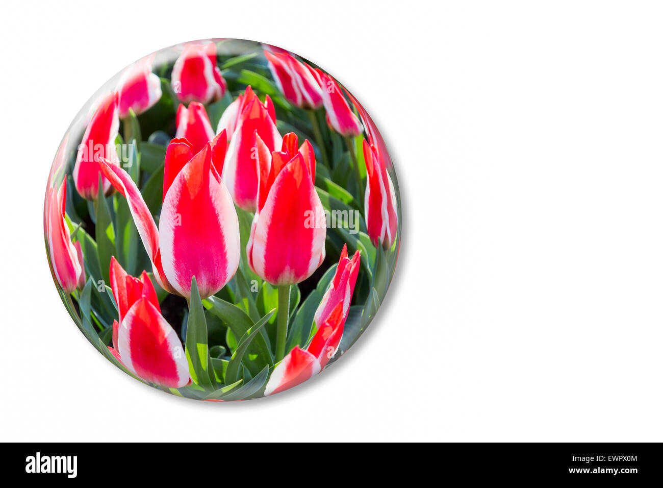Zweifarbig rot weiße Tulpen in Glaskugel im Keukenhof Holland isoliert auf weißem Hintergrund Stockfoto