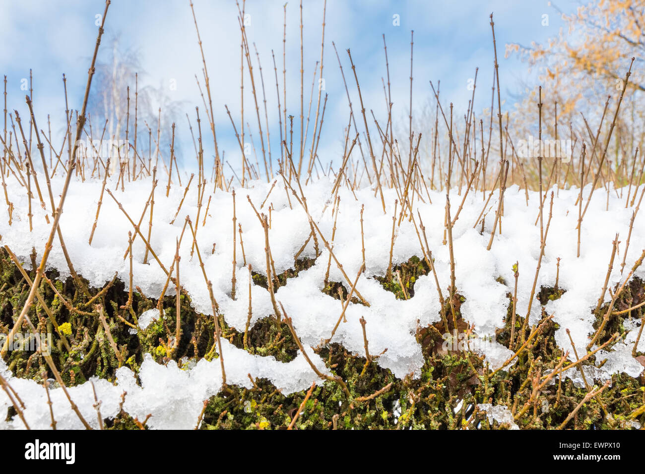 Große Zweige der Ligustrum in Schneedecke im winter Stockfoto