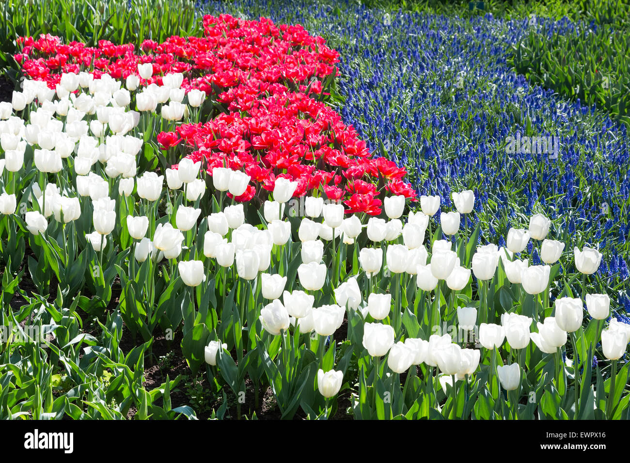 Tulpen Feld in rot und weiß mit blauen Traubenhyazinthen Stockfoto