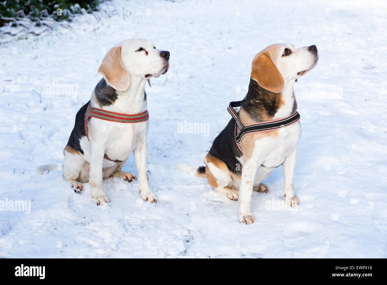 Zwei Jagdhunde sitzen zusammen im Schnee in der Wintersaison Stockfoto