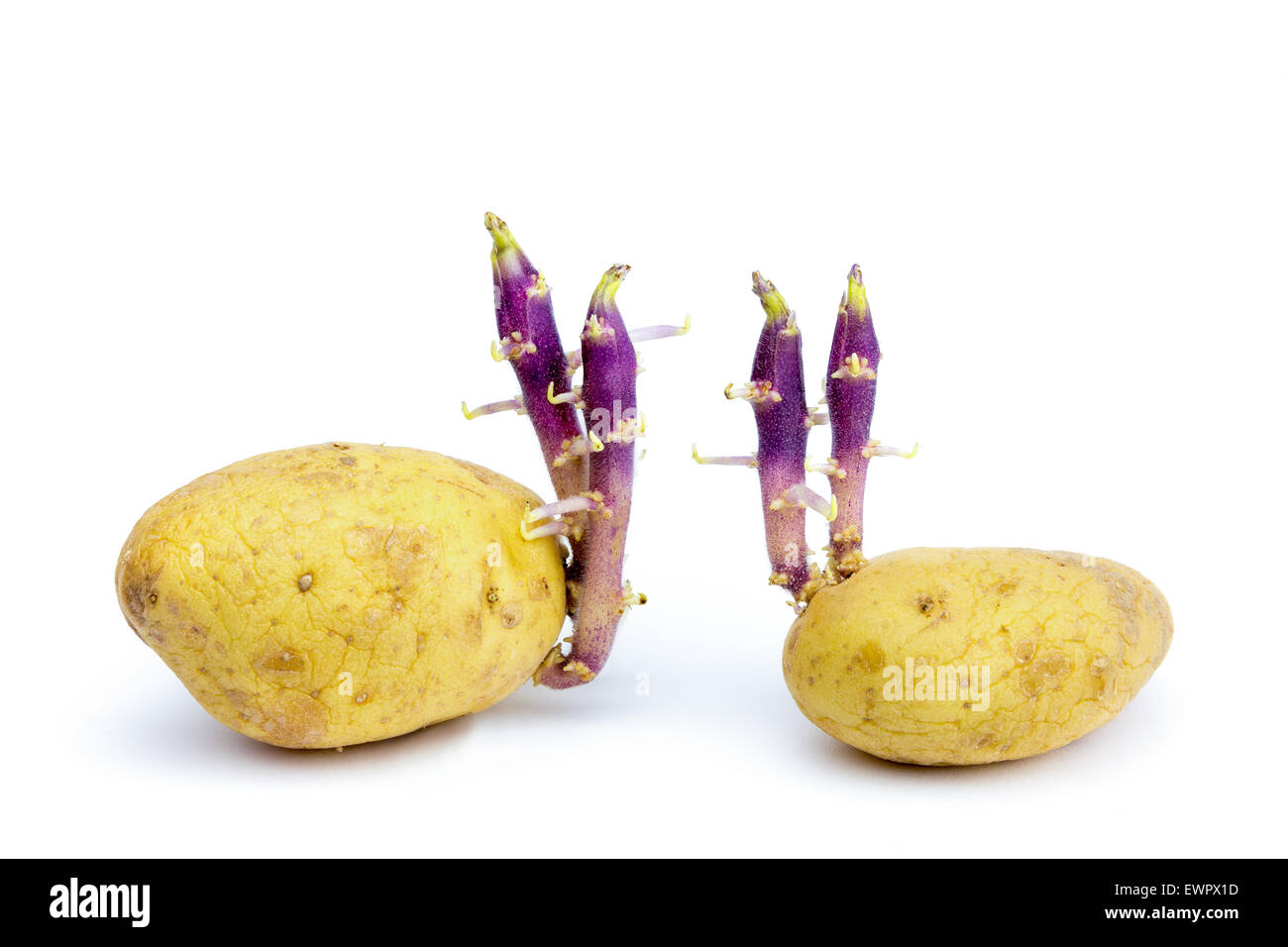 Zwei Kartoffeln mit behaarten Stängel isoliert auf weißem Hintergrund Stockfoto