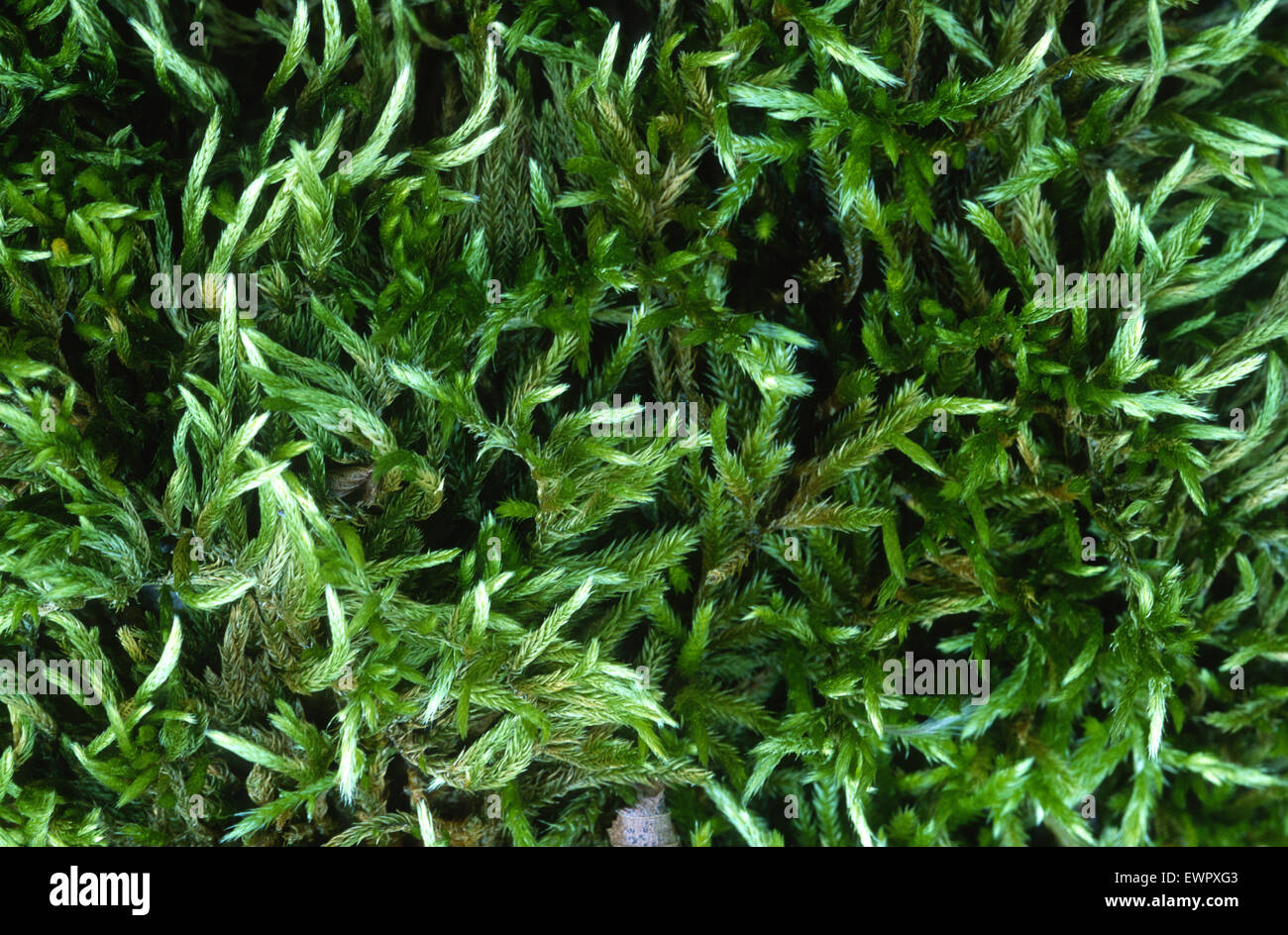Hängenden Flügel-Moos, Antitrichia Curtipendula. Leucodontaceae, Filettino, Tal des Flusses Aniene, Lazio, Italien, Europa Stockfoto