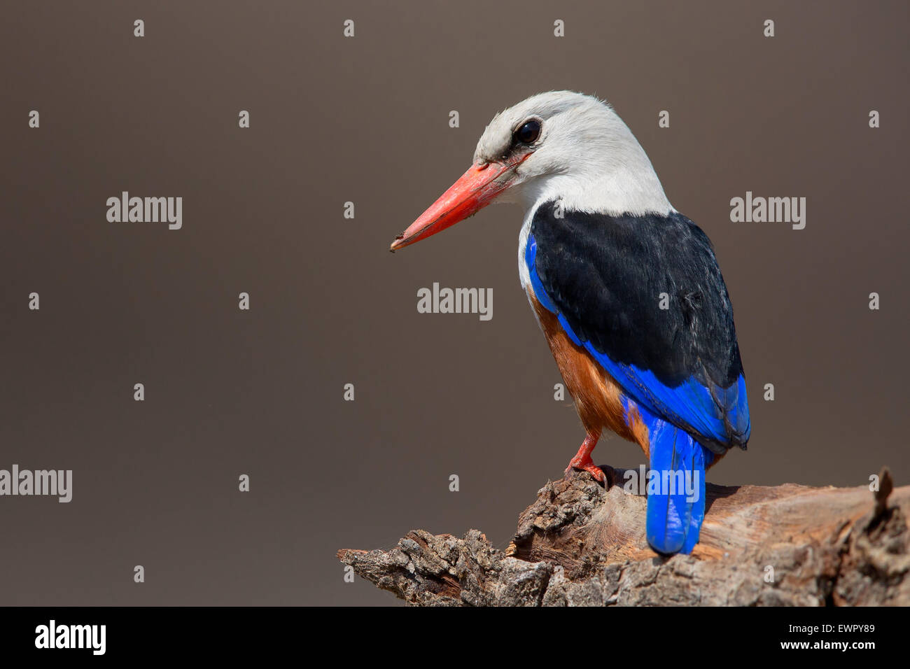 Grey-headed Eisvogel, Santiago, Kapverden (Halcyon Leucocephala) Stockfoto
