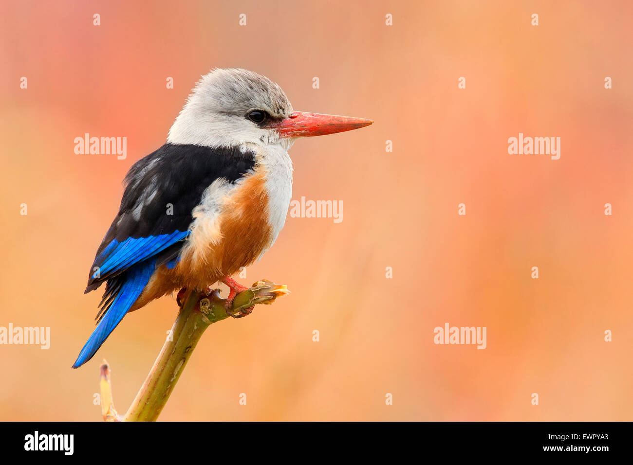 Grey-headed Kingfisher Stockfoto