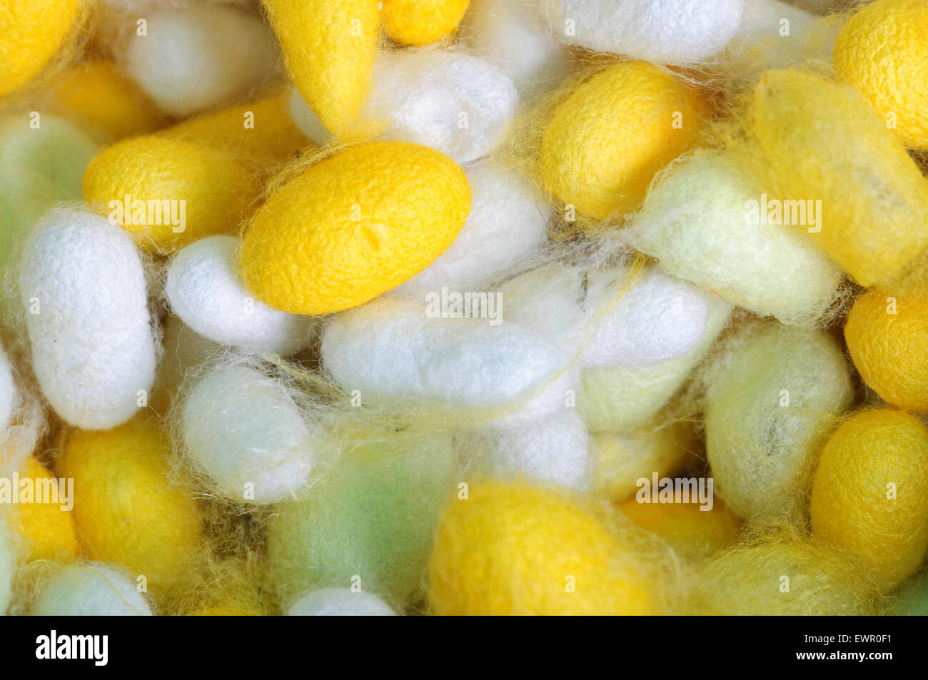 Seidenraupe Motte Bombyx Mori, Cocoon. Stockfoto