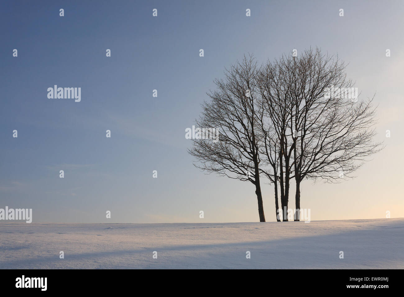 Eine Winterlandschaft mit einem isolierten Baum über einen blauen Himmel Stockfoto