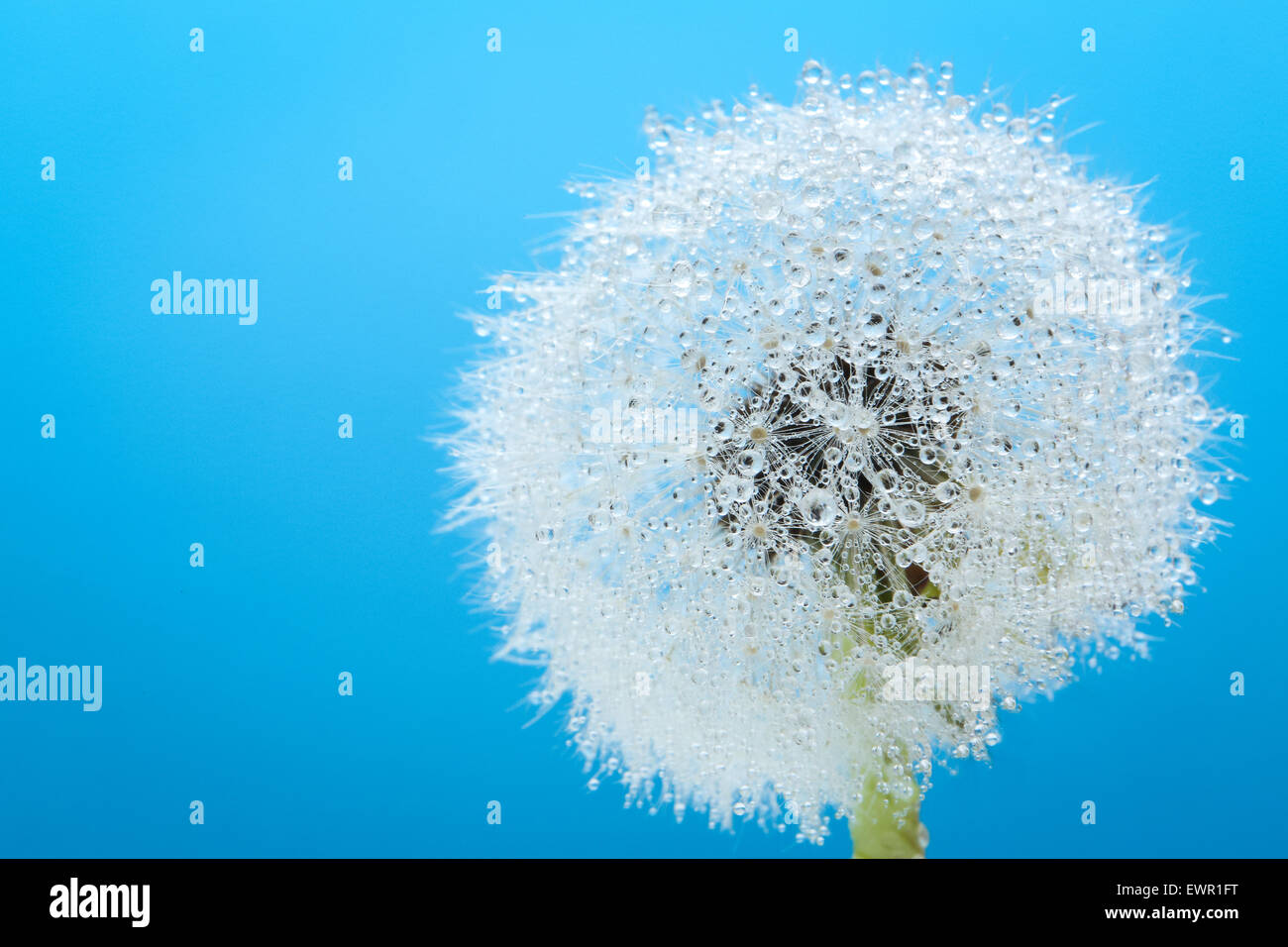 Wünschen Sie Blume frische Frühlingsluft Löwenzahn mit blauem Hintergrund. Studio gedreht. Stockfoto