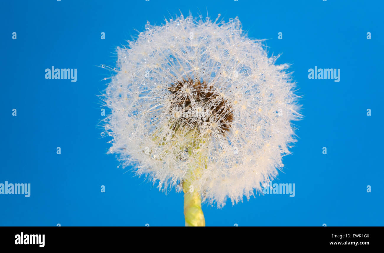 Wünschen Sie Blume frische Frühlingsluft Löwenzahn mit blauem Hintergrund. Studio gedreht. Stockfoto