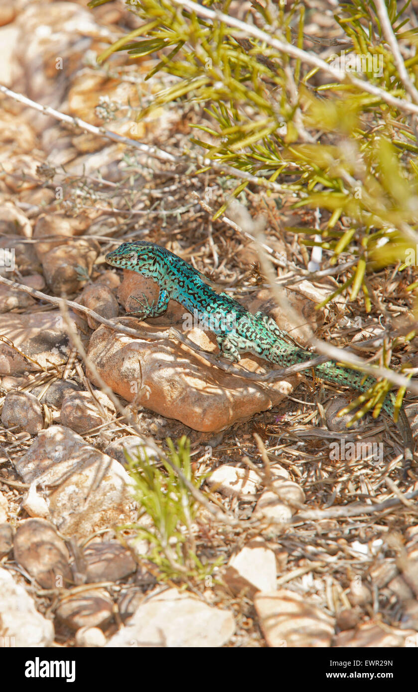 Grüne Eidechse (Podarcis Pityusensis), Formentera, Balearen, Spanien Stockfoto