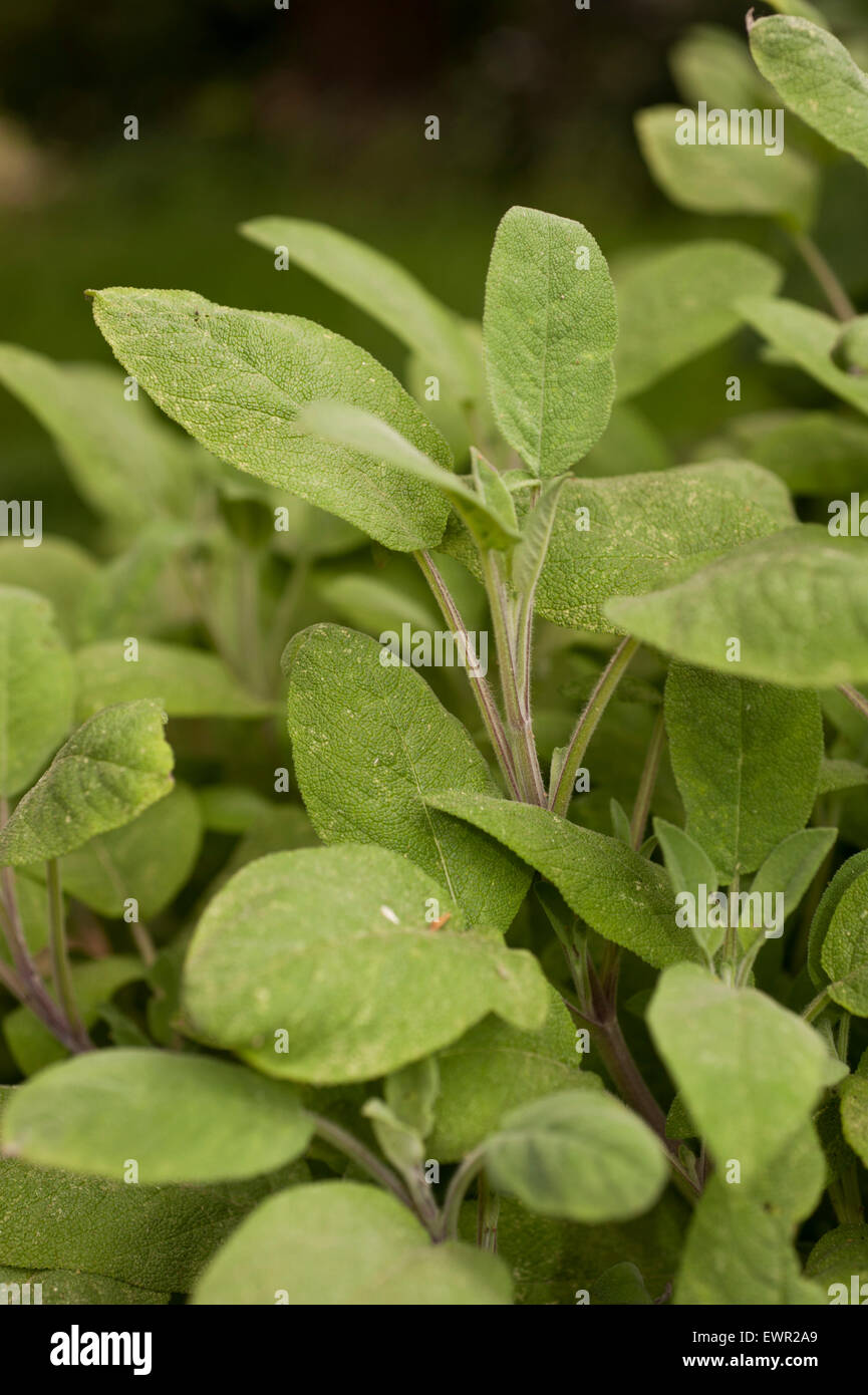 Grüne Salbei Blätter und ergibt sich im Garten wächst Stockfoto